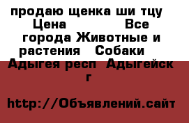 продаю щенка ши-тцу › Цена ­ 10 000 - Все города Животные и растения » Собаки   . Адыгея респ.,Адыгейск г.